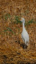 Bubulcus ibis